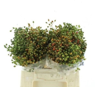 ROSA CORALLO 40cm - D