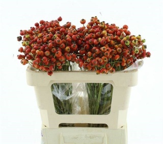ROSA MAG AMAZING FAN 50cm - D
