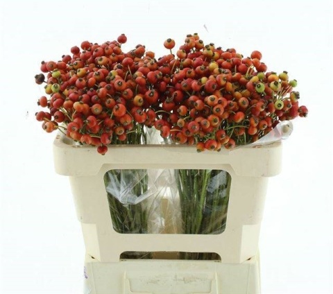 ROSA MAG AMAZING FAN 50cm - D