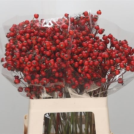ROSA MAG AMAZING FAN 50cm - D