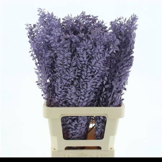 RUSCUS OV MILKA KLB H% 65cm - D