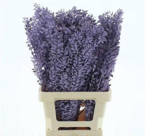 RUSCUS OV MILKA KLB H% 65cm - D