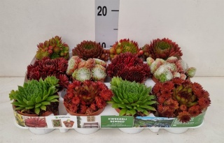 Sempervivum 25cm/d 9 - D