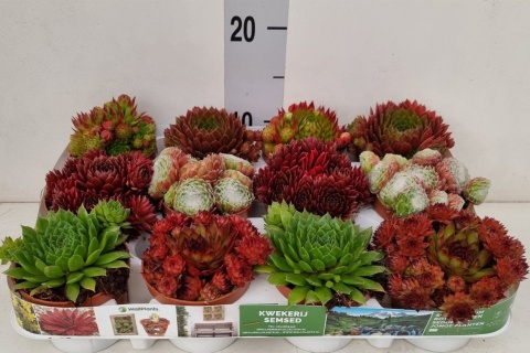Sempervivum 25cm/d 9 - D