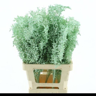 RUSCUS OV MINT KLB H% 65cm - D