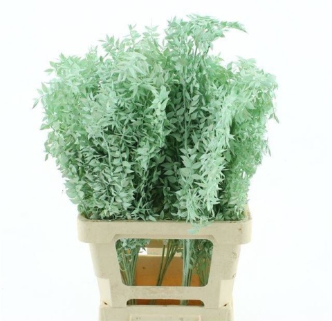 RUSCUS OV MINT KLB H% 65cm - D