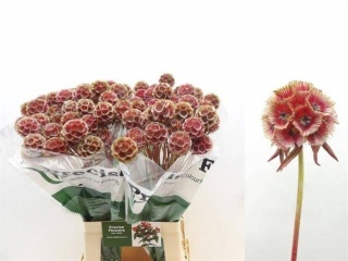 SCABIOSA ST KLB ROOD 70cm - D