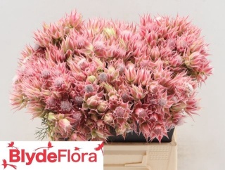 SERR AYOBA EVE STAR 40cm - D