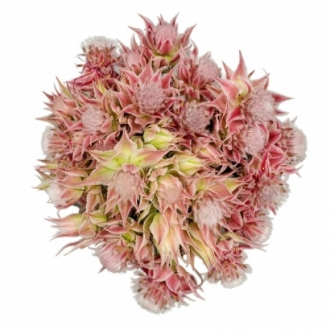 SERR AYOBA EVE STAR 40cm - D
