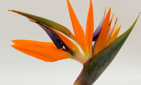 STREL REGINAE BLOEM Extra 70cm - D