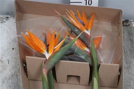STREL REGINAE BLOEM Extra 70cm - D