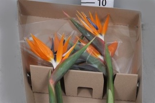 STREL REGINAE BLOEM Extra 70cm - D