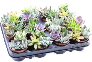 Succulent Mix (3) 12cm - D