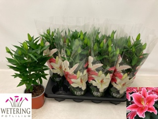 LIL OR AFTER EIGHT 40cm/d13 - D