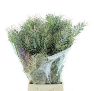 ACACIA BL B PURP BS 60cm /200g- D