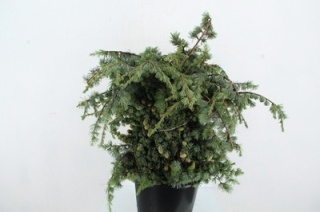 CEDER 65cm/400GR - D