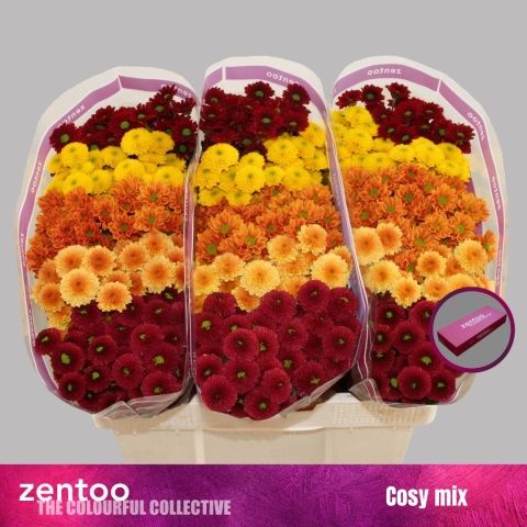 CHR S MIX COSY 55cm/1150g - D