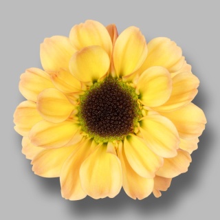 CHR S YIN YANG GOLDEN 55cm/1200g - D