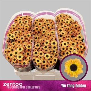 CHR S YIN YANG GOLDEN 55cm/1200g - D