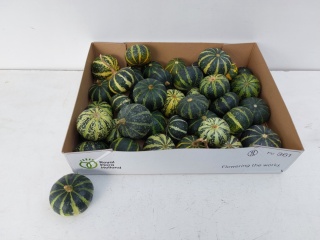 CUCURBITA OV GREEN x30 - D