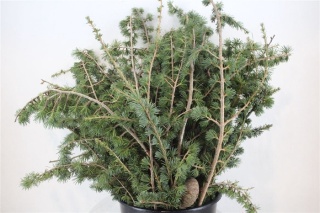 CEDER 65cm/400GR - D