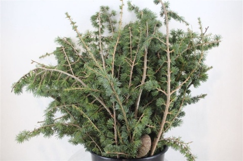 CEDER 65cm/400GR - D