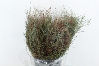 FALSO TIMO 60cm/300g - D