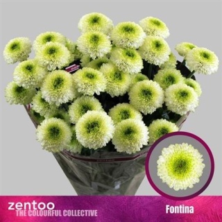 Chr T Fabienne 70cm/95g - D