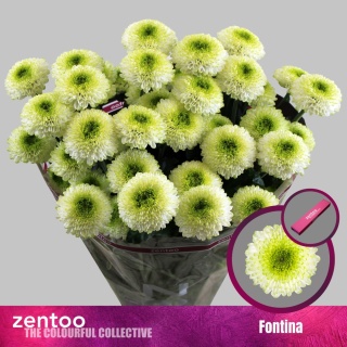 Chr T Fabienne 70cm/95g - D