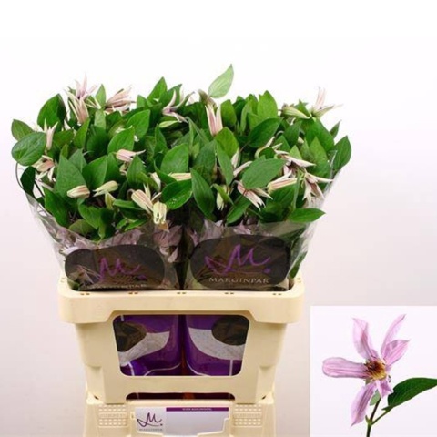 Clem Amazing Miami 4+ 60cm - D