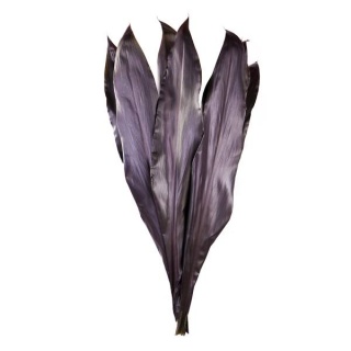 Cordyline black - Liście
