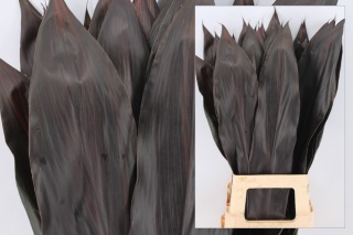Cordyline black - Liście