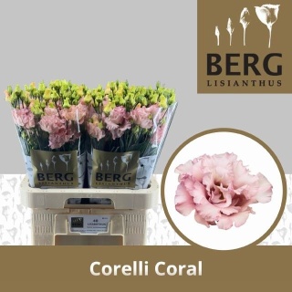 EUS G CORELLI CORAL 70cm - D