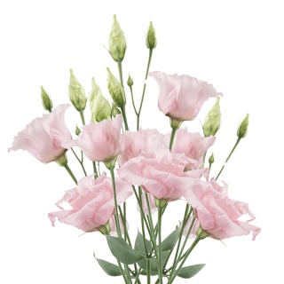 EUS G LISANNE SOFT PINK NEW 70cm - D