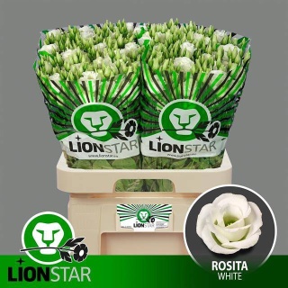 EUS G ROSI WHITE 70cm - D