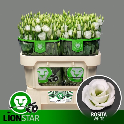 EUS G ROSI WHITE 70cm - D