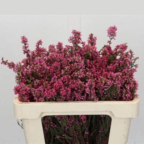 Erica OV 50cm - D