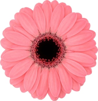 GE MI AMELIE 50cm - D