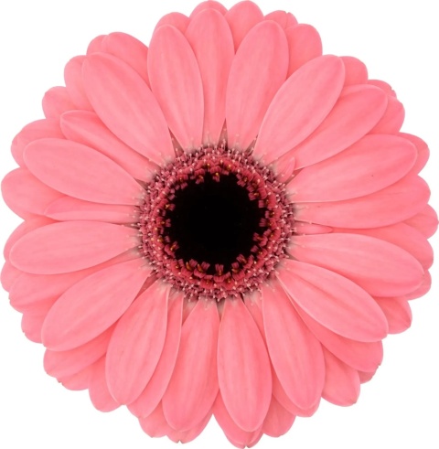 GE MI AMELIE 50cm - D