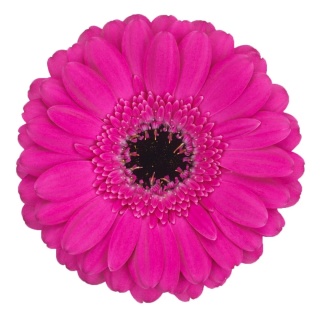 GE MI ANNA 50cm - D