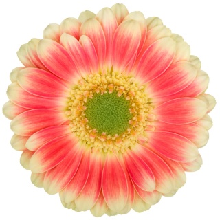 GE MI TOMPOUCE 50cm - D