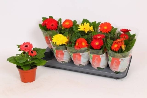 Gerbera Gem wys. 20cm/d12 - D