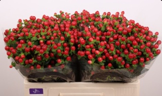 HYP TOMATO FLAIR Extra 50cm - PROMO