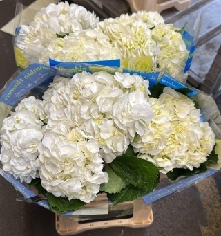 Hydr White Premium 60cm /H18- D