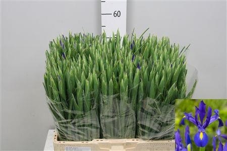 IRIS BLUE MAGIC SPECJAL 64cm - D