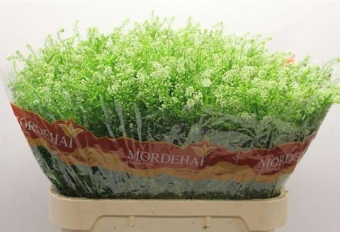 LEP RU GREEN BELL XL 80cm/40g - D