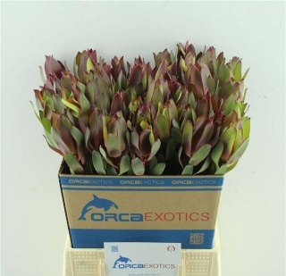 LEUCAD SENORITA 50cm - D