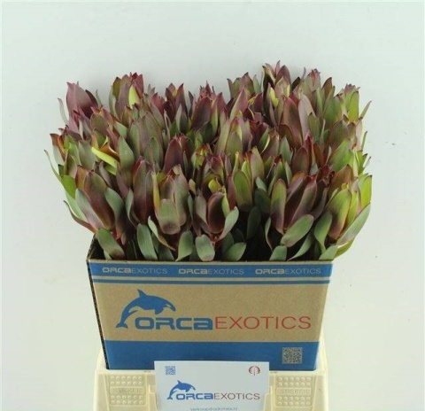 LEUCAD SENORITA 50cm - D