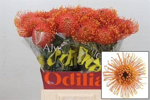 LEUCO CO GOLD DUST 50cm - PROMO