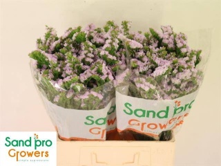 LIM S TESSA LAVENDER 60cm - D